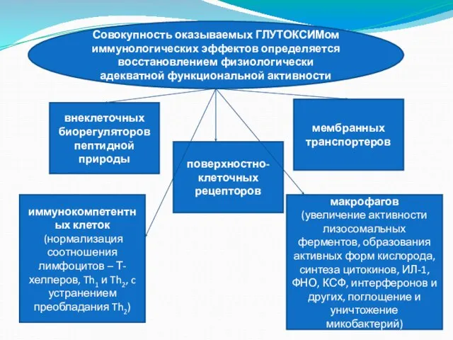 Совокупность оказываемых ГЛУТОКСИМом иммунологических эффектов определяется восстановлением физиологически адекватной функциональной активности внеклеточных