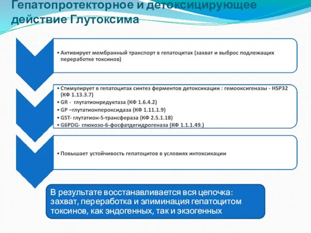 Гепатопротекторное и детоксицирующее действие Глутоксима В результате восстанавливается вся цепочка: захват, переработка