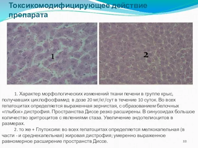 1. Характер морфологических изменений ткани печени в группе крыс, получавших циклофосфамид в