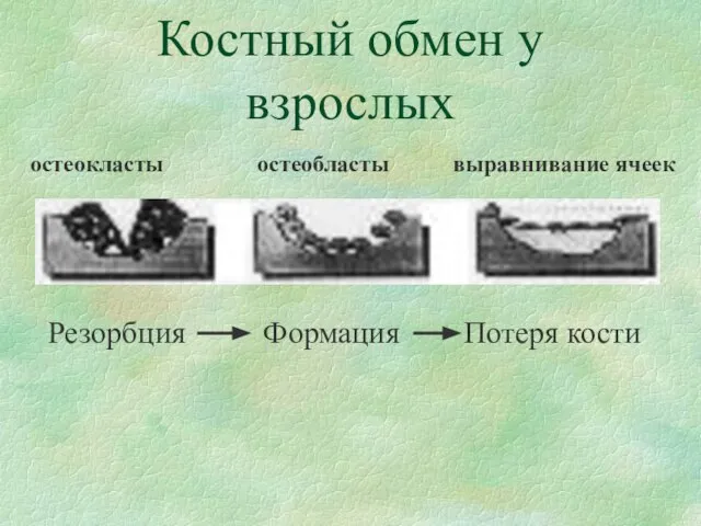 Костный обмен у взрослых Резорбция Формация Потеря кости остеокласты остеобласты выравнивание ячеек