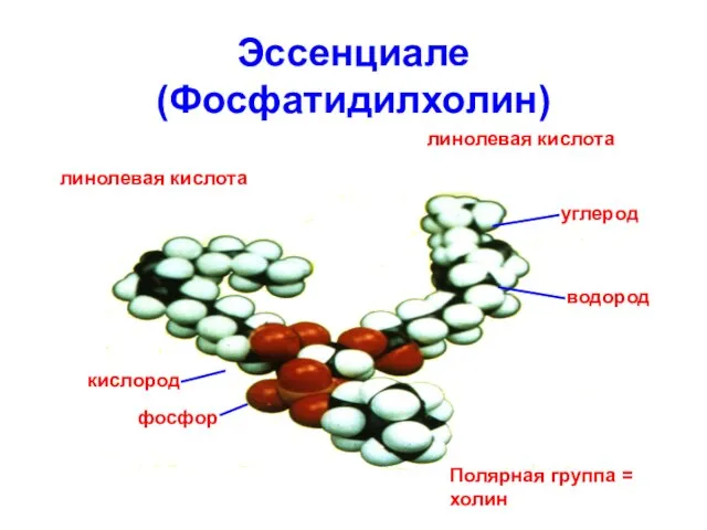 Эссенциале (Фосфатидилхолин) линолевая кислота линолевая кислота углерод водород Полярная группа = холин фосфор кислород