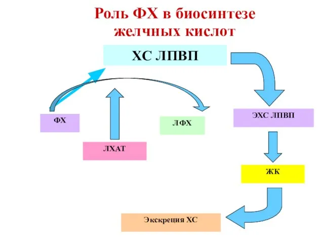 Экскреция ХС ХС ЛПВП ФХ ЛФХ ЛХАТ ЭХС ЛПВП Роль ФХ в биосинтезе желчных кислот ЖК