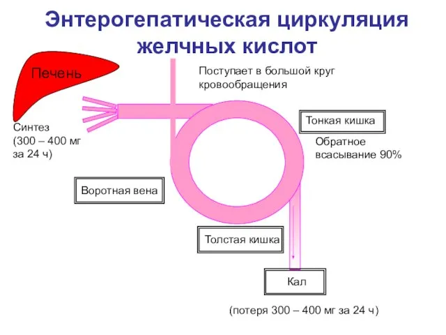 Энтерогепатическая циркуляция желчных кислот Кал (потеря 300 – 400 мг за 24