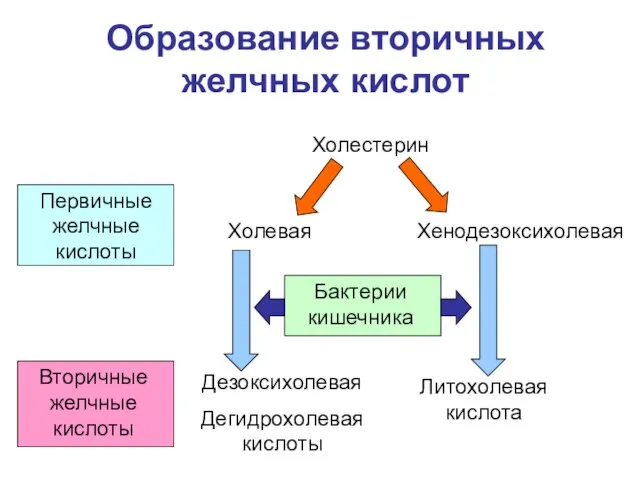 Образование вторичных желчных кислот Холестерин Холевая Хенодезоксихолевая Бактерии кишечника Дезоксихолевая Дегидрохолевая кислоты