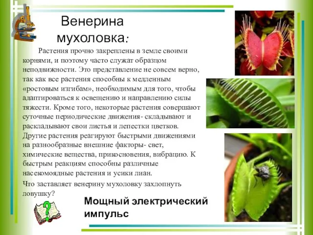 Венерина мухоловка: Растения прочно закреплены в земле своими корнями, и поэтому часто
