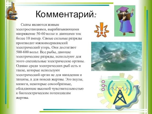 Комментарий: Скаты являются живым электростанциями, вырабатывающими напряжение 50-60 вольт и дающими ток