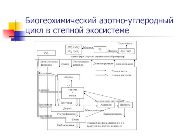 Биогеохимический азотно-углеродный цикл в степной экосистеме