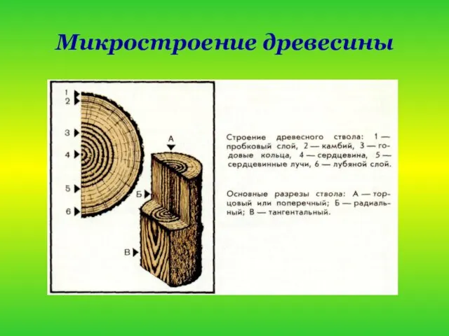 Микростроение древесины