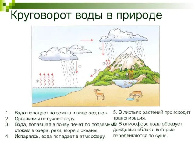 Круговорот воды в природе Вода попадает на землю в виде осадков. Организмы