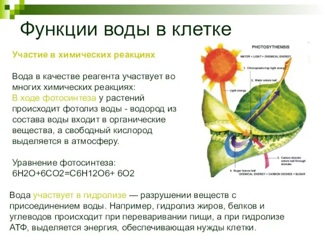 Функции воды в клетке Участие в химических реакциях Вода в качестве реагента