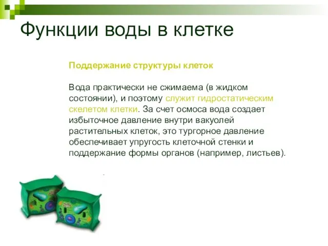 Функции воды в клетке Поддержание структуры клеток Вода практически не сжимаема (в