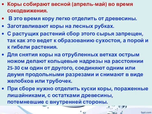 Коры собирают весной (апрель-май) во время сокодвижения. В это время кору легко