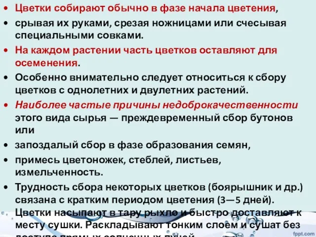 Цветки собирают обычно в фазе начала цветения, срывая их руками, срезая ножницами