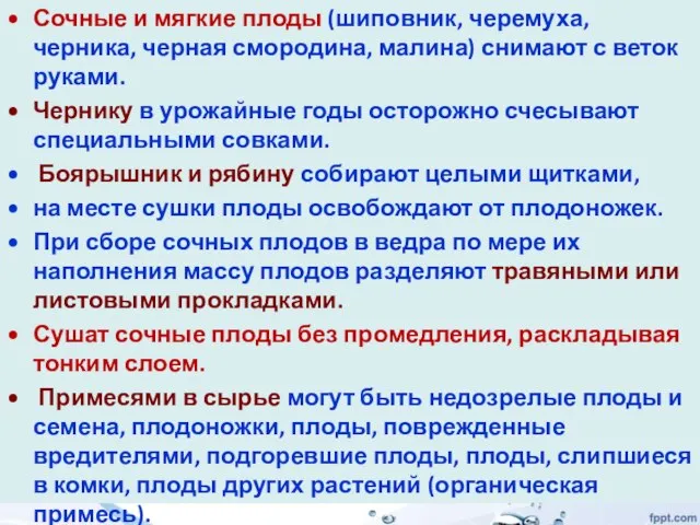 Сочные и мягкие плоды (шиповник, черемуха, черника, черная смородина, малина) снимают с