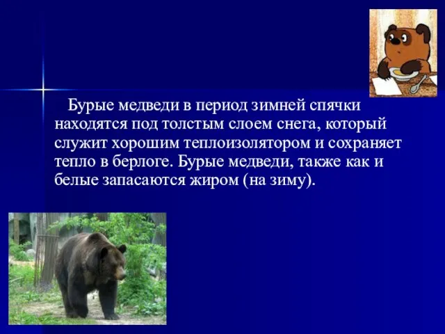 Бурые медведи в период зимней спячки находятся под толстым слоем снега, который