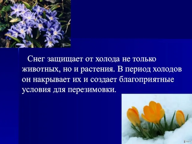 Снег защищает от холода не только животных, но и растения. В период