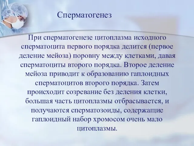 При сперматогенезе цитоплазма исходного сперматоцита первого порядка делится (первое деление мейоза) поровну