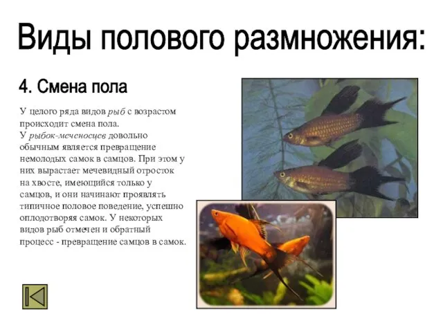 Виды полового размножения: 4. Смена пола У целого ряда видов рыб с