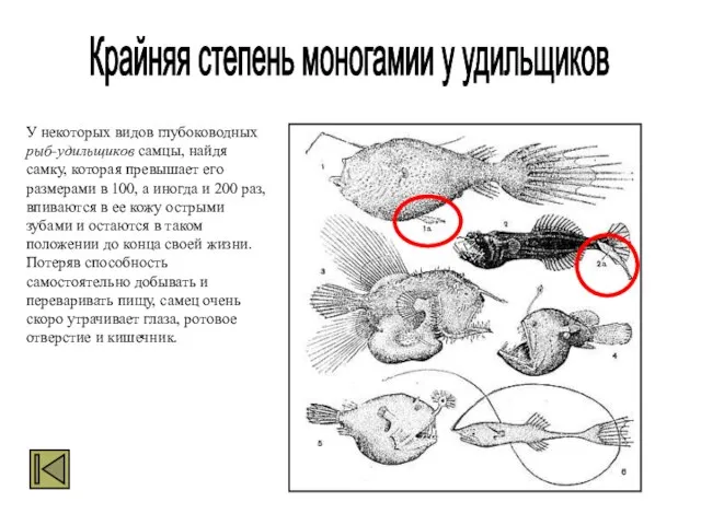 У некоторых видов глубоководных рыб-удильщиков самцы, найдя самку, которая превышает его размерами