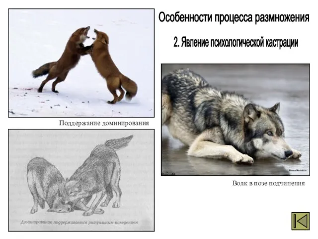 Особенности процесса размножения 2. Явление психологической кастрации Волк в позе подчинения Поддержание доминирования