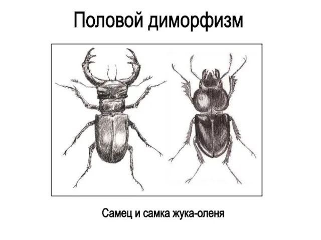 Половой диморфизм Самец и самка жука-оленя