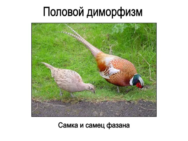 Половой диморфизм Самка и самец фазана