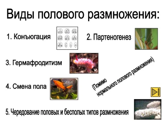 Виды полового размножения: 1. Конъюгация 2. Партеногенез 3. Гермафродитизм 4. Смена пола