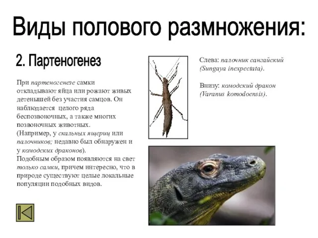 Виды полового размножения: 2. Партеногенез При партеногенезе самки откладывают яйца или рожают