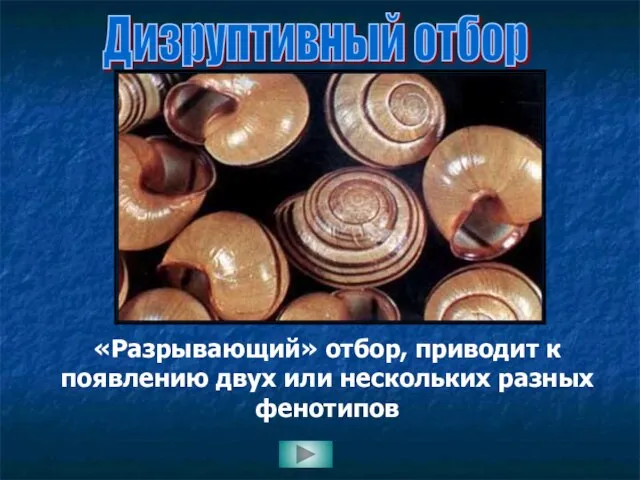 Дизруптивный отбор «Разрывающий» отбор, приводит к появлению двух или нескольких разных фенотипов