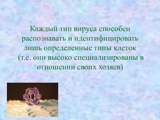 Каждый тип вируса способен распознавать и идентифицировать лишь определенные типы клеток (т.е.