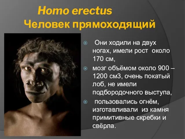 Homo erectus Человек прямоходящий Они ходили на двух ногах, имели рост около