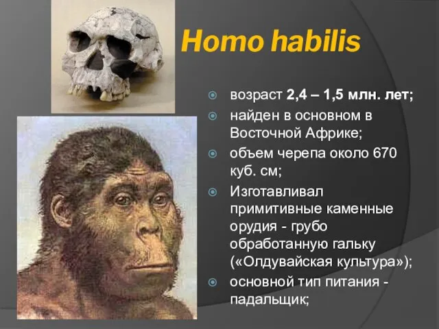 Homo habilis возраст 2,4 – 1,5 млн. лет; найден в основном в