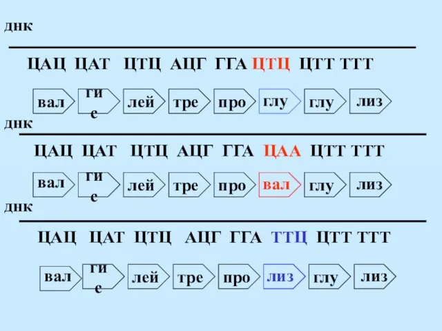 гис лей тре про глу глу лиз ЦАЦ ЦАТ ЦТЦ АЦГ ГГА
