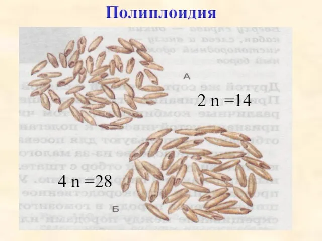 Полиплоидия 2 n =14 4 n =28