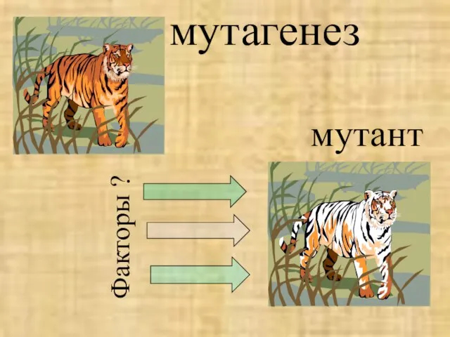 мутагенез Факторы ? мутант