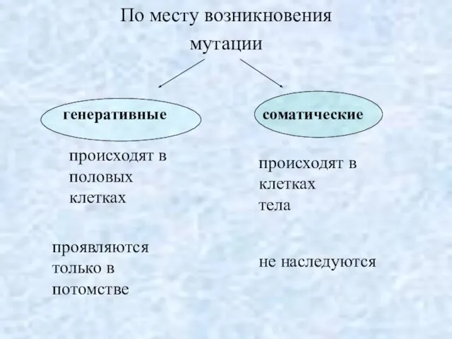 По месту возникновения мутации проявляются только в потомстве не наследуются генеративные происходят