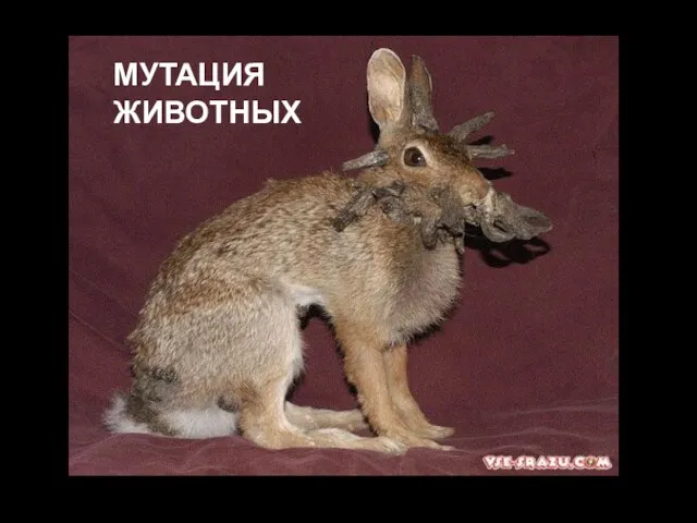 МУТАЦИЯ ЖИВОТНЫХ