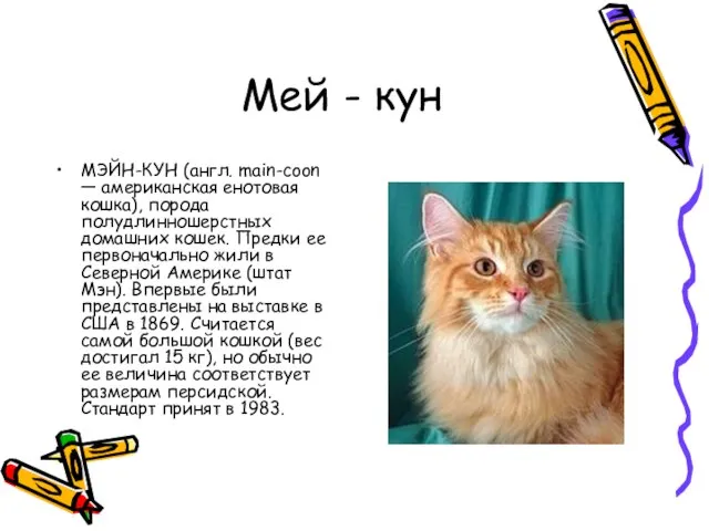 Мей - кун МЭЙН-КУН (англ. main-coon — американская енотовая кошка), порода полудлинношерстных