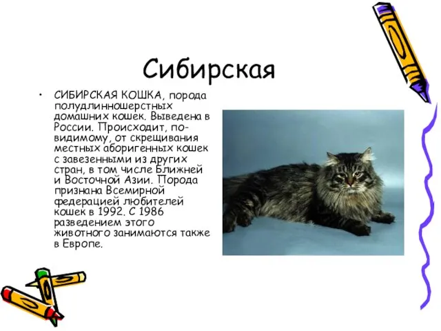 Сибирская СИБИРСКАЯ КОШКА, порода полудлинношерстных домашних кошек. Выведена в России. Происходит, по-видимому,