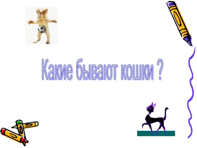 Какие бывают кошки ?