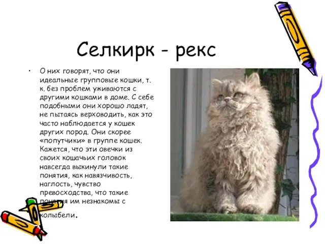 Селкирк - рекс О них говорят, что они идеальные групповые кошки, т.к.