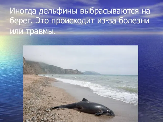 Иногда дельфины выбрасываются на берег. Это происходит из-за болезни или травмы.