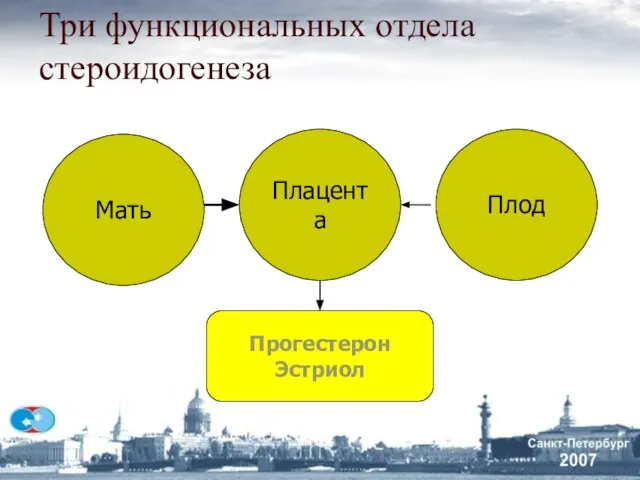 Три функциональных отдела стероидогенеза Мать Плацента Плод Прогестерон Эстриол