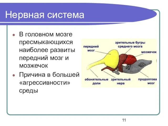 Нервная система В головном мозге пресмыкающихся наиболее развиты передний мозг и мозжечок