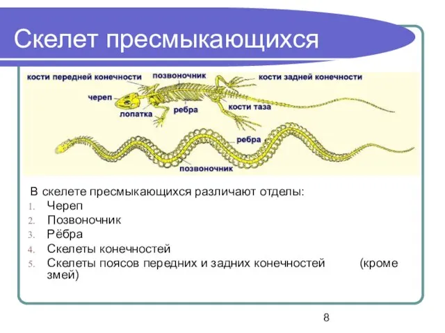 Скелет пресмыкающихся В скелете пресмыкающихся различают отделы: Череп Позвоночник Рёбра Скелеты конечностей