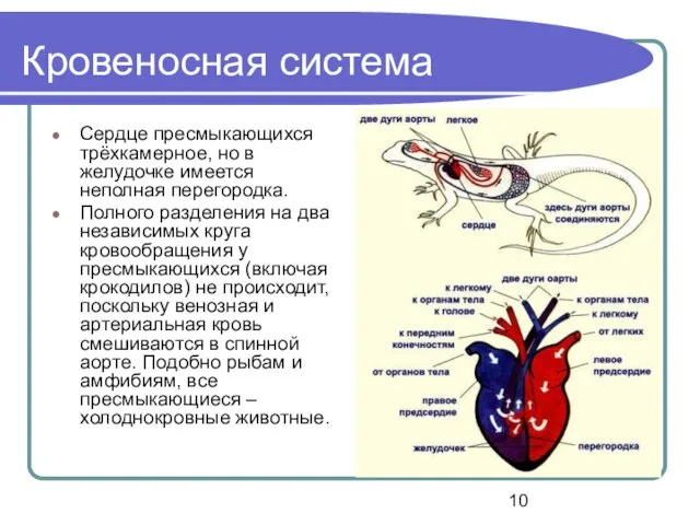 Кровеносная система Сердце пресмыкающихся трёхкамерное, но в желудочке имеется неполная перегородка. Полного