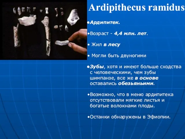 Ардипитек. Возраст - 4,4 млн. лет. Жил в лесу Могли быть двуногими