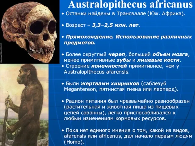 Australopithecus africanus Останки найдены в Трансваале (Юж. Африка). Возраст – 3,3–2,5 млн.
