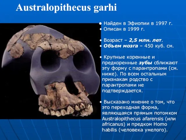 Australopithecus garhi Найден в Эфиопии в 1997 г. Описан в 1999 г.