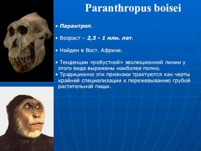 Paranthropus boisei Парантроп. Возраст – 2,3 - 1 млн. лет. Найден в